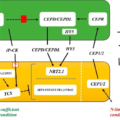 Cytokinin signaling pathways and other signaling players for nutrient... | Download Scientific ...