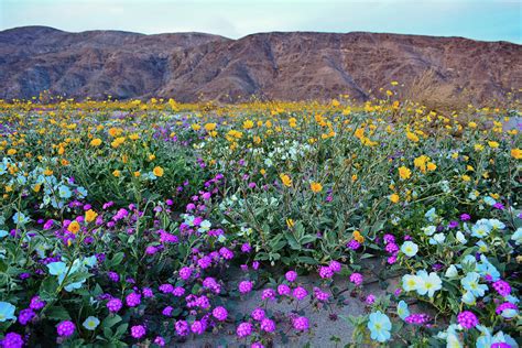 Anza Borrego Flower Season : Anza Borrego Desert Wildflowers Update ...