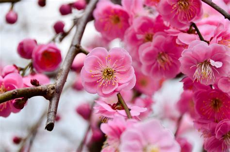 【東京】2月が見頃の冬の花と、花の名所まとめ：ツバキ、ウメほか - おすすめ旅行を探すならトラベルブック(TravelBook)