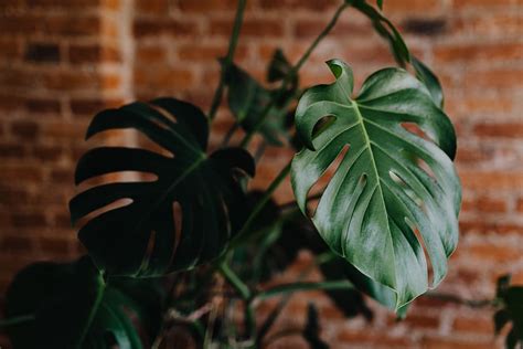 Houseplant 1080P, 2K, 4K, 5K HD wallpapers free download | Wallpaper Flare