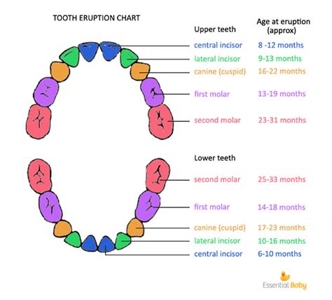 Cleaning Children's Teeth- How Much Toothpaste is Enough?