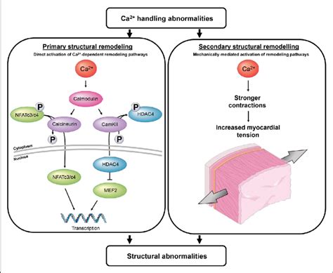 Figure. Ca 2+ -mediated mechanisms that drive structural remodeling in ...