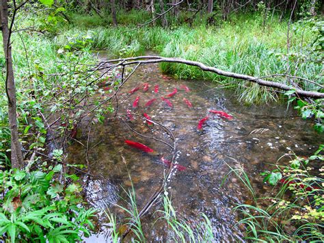 To carry out salmon habitat measure, Alaska must decide what 'significant' means