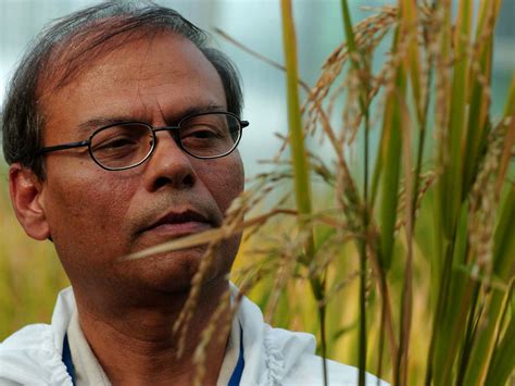 Scientists behind 'golden rice' GM crop to receive humanitarian award ...