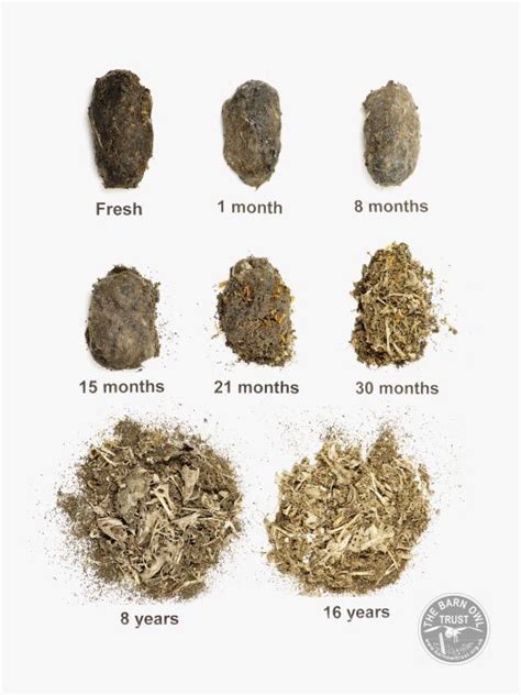 Barn Owl pellet analysis | Owl pellets, Barn owl, Pellet