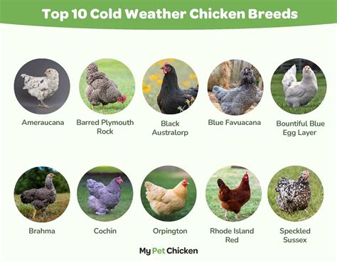 Best Chickens for Cold Weather - My Pet Chicken