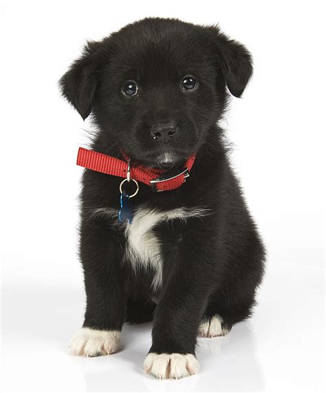 Australian Shepherd Chocolate Lab Mix Full Grown