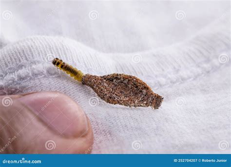 Wall Moth Larvae, Found Crawling Up Walls or Clothing, Inside a Small Cocoon, Feed on Fur ...