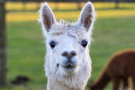 Alpaca - A-Z Animals