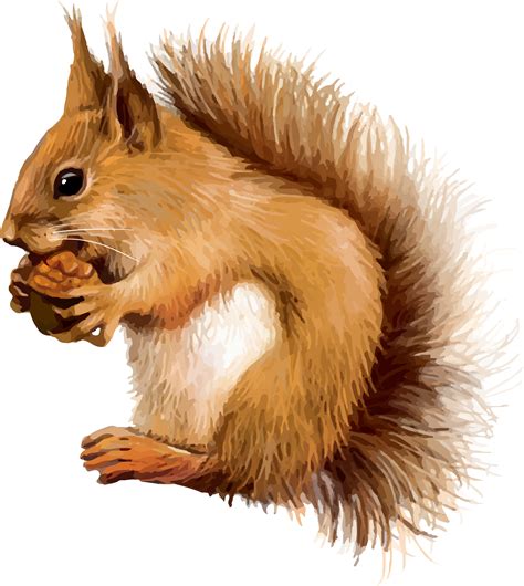 Red squirrel Clip art - squirrel png download - 2346*2628 - Free ...