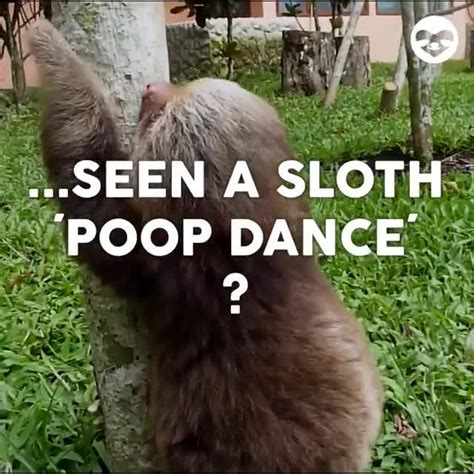 The Sloth Conservation Foundation - Sloth poop dance.