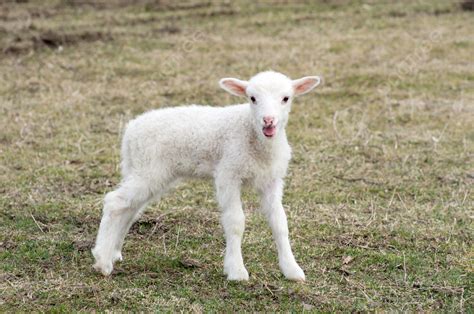 Sheep Mutton Farming Grass Photo Background And Picture For Free Download - Pngtree