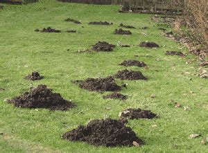 How to control moles and reduce turfgrass damage // Missouri ...