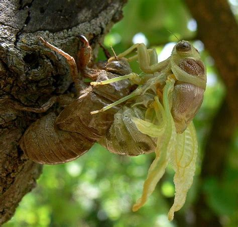 File:Lyristes plebejus.jpg a cicada sheds its chitinous shell | Arthropods, Insects, Animals