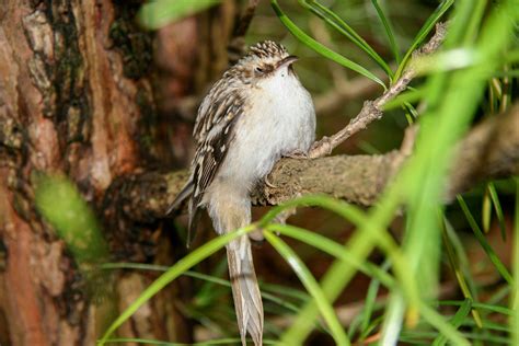 Brown Creeper | Audubon Field Guide