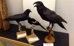 Intelligence in Corvidae: Crows, Jays, Ravens, Magpies | Fur, Feathers ...