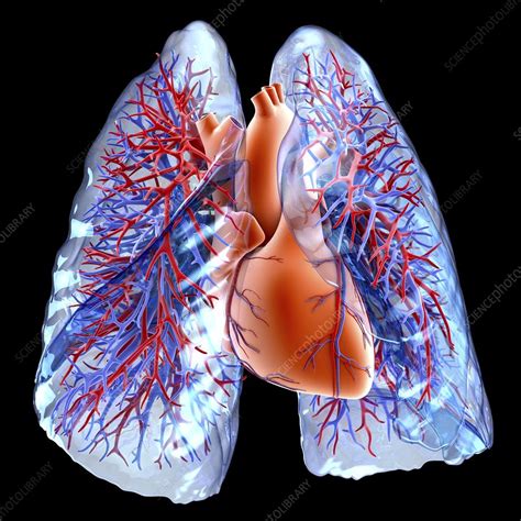 Circulatory system of heart and lungs - Stock Image - F012/5620 ...