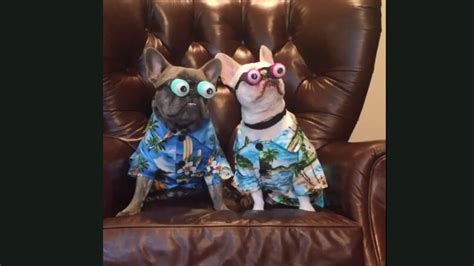 These dogs and their attire will make you laugh out loud. Watch ...