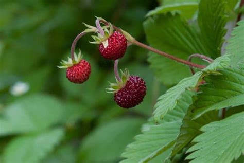 5 Best Strawberry Varieties for Containers (& Where to Get ‘Em) – Bountiful Gardener