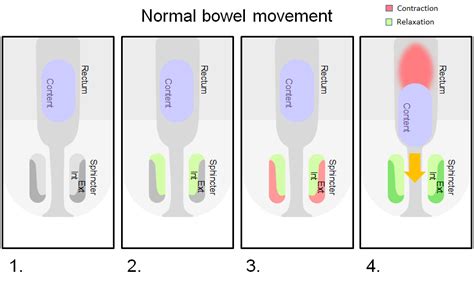 Normal Anal Sphincter