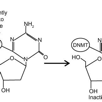 Figure Structure and trapping mechanism of decitabine. A) The chemical ...