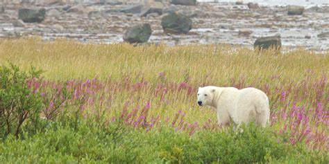 Hudson Bay wildlife location in Canada, North America | Wildlife Worldwide