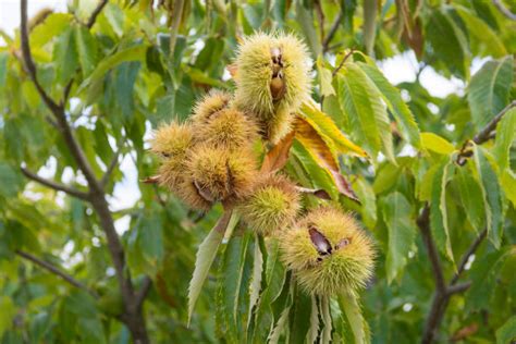 American Chestnut Blight Stock Photos, Pictures & Royalty-Free Images ...