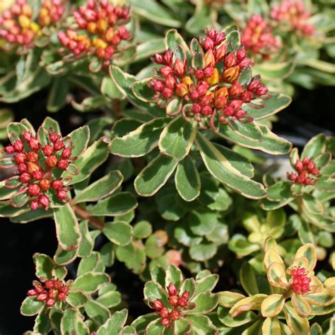 Sedum kamtschaticum 'Variegatum' Variegated Stonecrop from Sandy's Plants