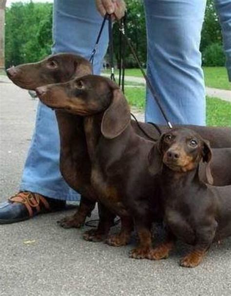 ️#Dachshund #DoxieDarlin' #Doxie | dogs | Pinterest | Dachshunds, Dog ...