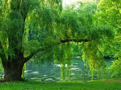 Thinking about willows | Gardens, Beautiful and Devoted to