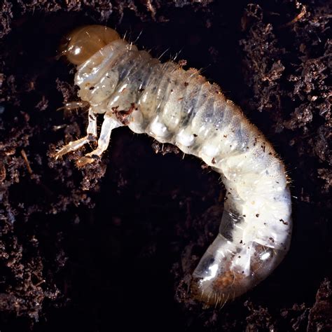 AgPest » Grass-grub, brown beetle larvae