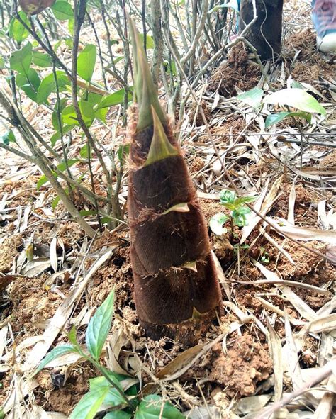 bamboo shoot from wuyi mountain Bamboo Shoots, Little Garden, Kitchen Garden, Sprouts, Mountain ...