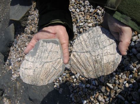 Charmouth (Dorset) | Discovering Fossils