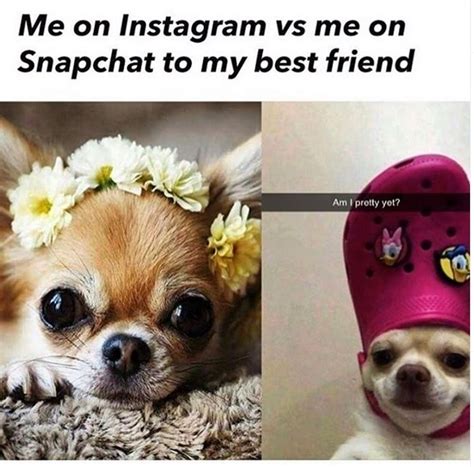 14 Funny Chihuahua Memes That Will Make You Laugh! | PetPress