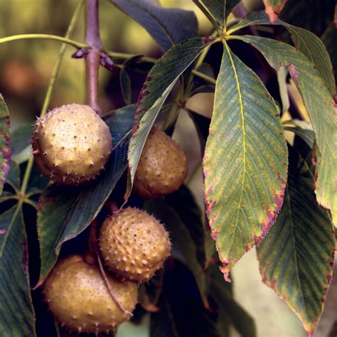 Ohio Buckeye Tree – Green Thumbs Garden