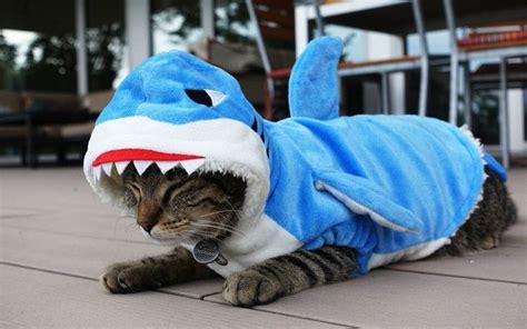 Cat wearing shark costume | Trajes para mascotas, Trajes de gato, Disfraz para gato