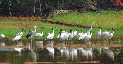 Places for avian photography and birdwatching in Goa | Gomantak Times