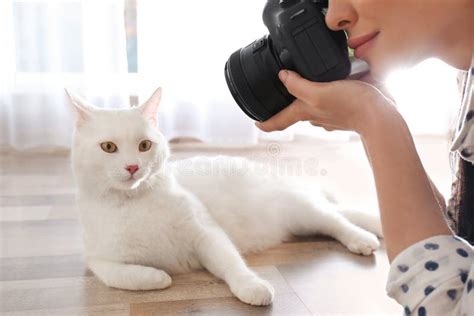 Professional Animal Photographer Taking Picture of White Cat Indoors ...