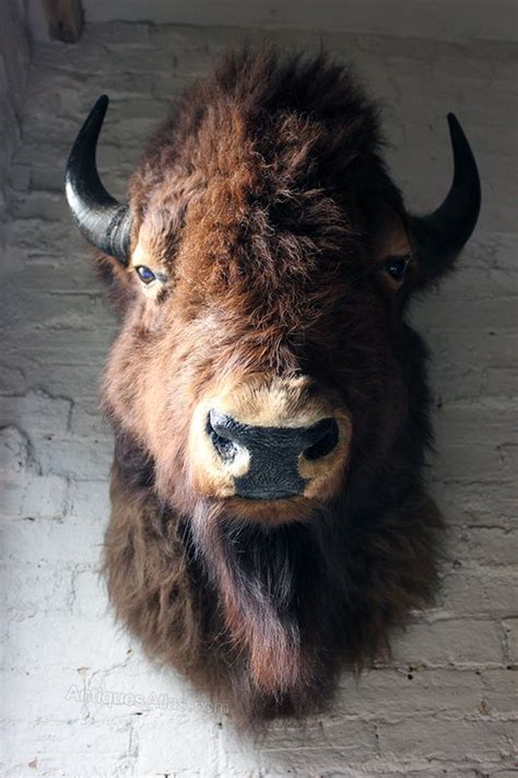 Antiques Atlas - Good Quality Mid 20thC Taxidermy Bison Head Mount