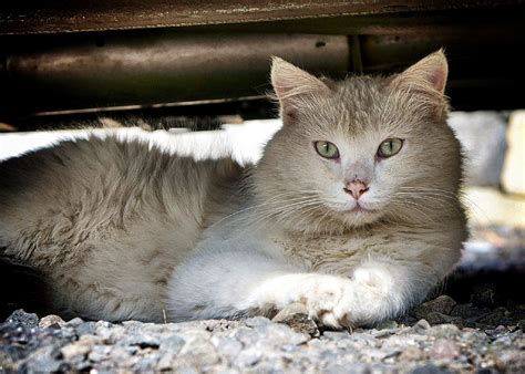 Cat Relaxing Free Stock Photo - Public Domain Pictures