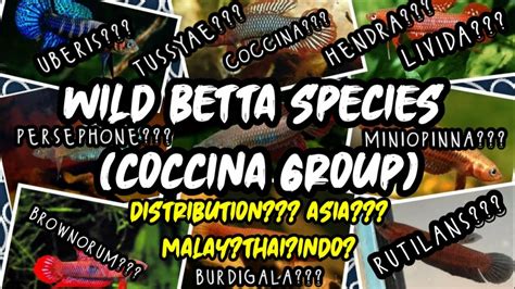 Betta Coccina Group (Wild Betta Species) | WILD BETTA - YouTube