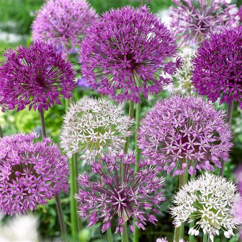 100 Giant Allium Bulbs Collection - Allium Bulbs