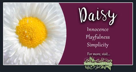 Daisy Meaning & Symbolism | Flower Meanings & Symboiism