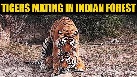 Tiger and Tigress Roaring and Mating in Ranthambore Forest INDIA - YouTube