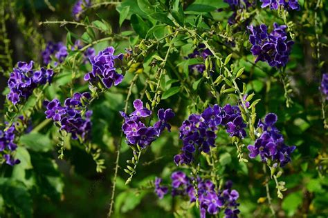 Duranta Hedge Background Images, HD Pictures and Wallpaper For Free Download | Pngtree