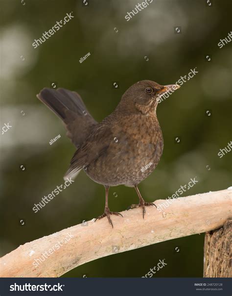 Common Blackbird Female Stock Photo 248720128 - Shutterstock