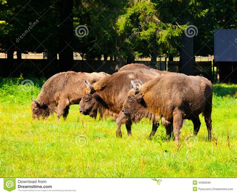 European wood bison herd stock image. Image of grass - 44360049