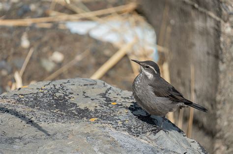 Torres del Paine | Birds | Experience Chile