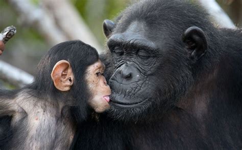 Pin by maria Perales on Primate Love | Baby chimpanzee, Animals wild, Animals kissing