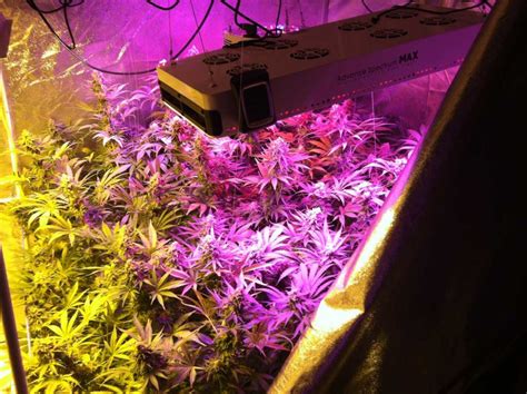 HPS vs LED Grow Lights: 5 Barriers to Light Domination | Grow Weed Easy